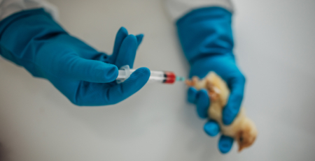 OMS sugere &quot;vacinas experimentais&quot; para impedir transmissão de gripe aviária